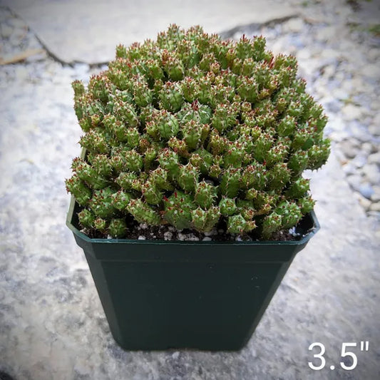 Euphorbia Submammillaris Pfersdorfii