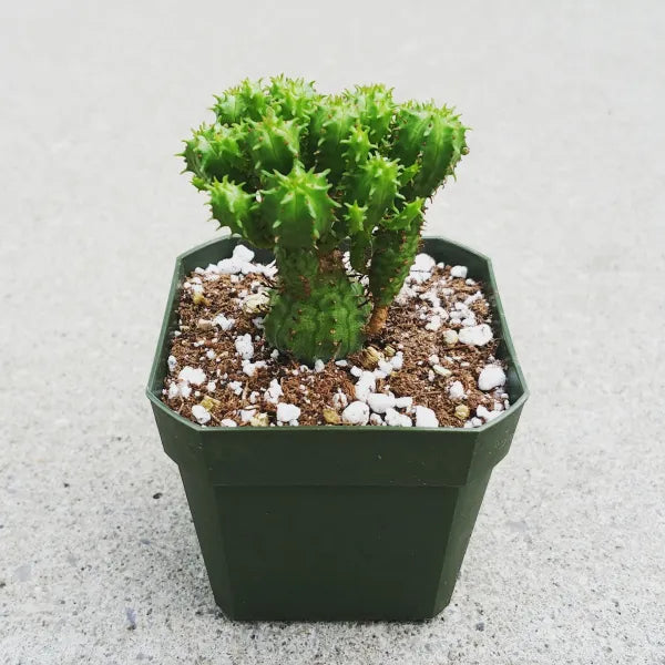 Euphorbia Submammillaris Pfersdorfii