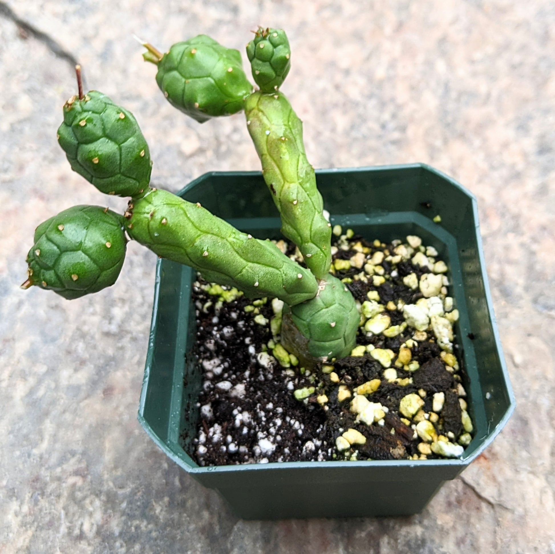 Close-up of Euphorbia Globosa succulent, showcasing its unique green, globular stems with intricate textures.