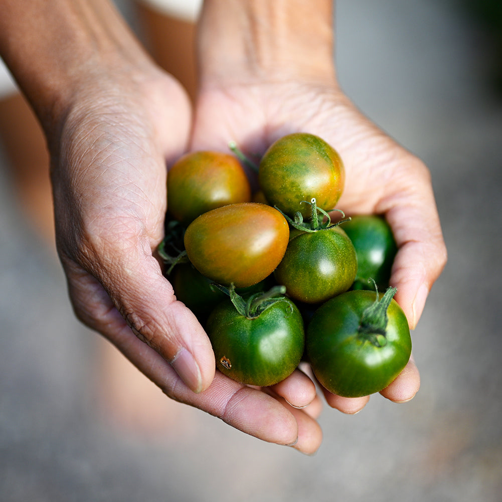 A close-up of an Evil Olive tomato resting in open palms, showcasing its smooth, glossy surface with a mix of dark green and orange tones.