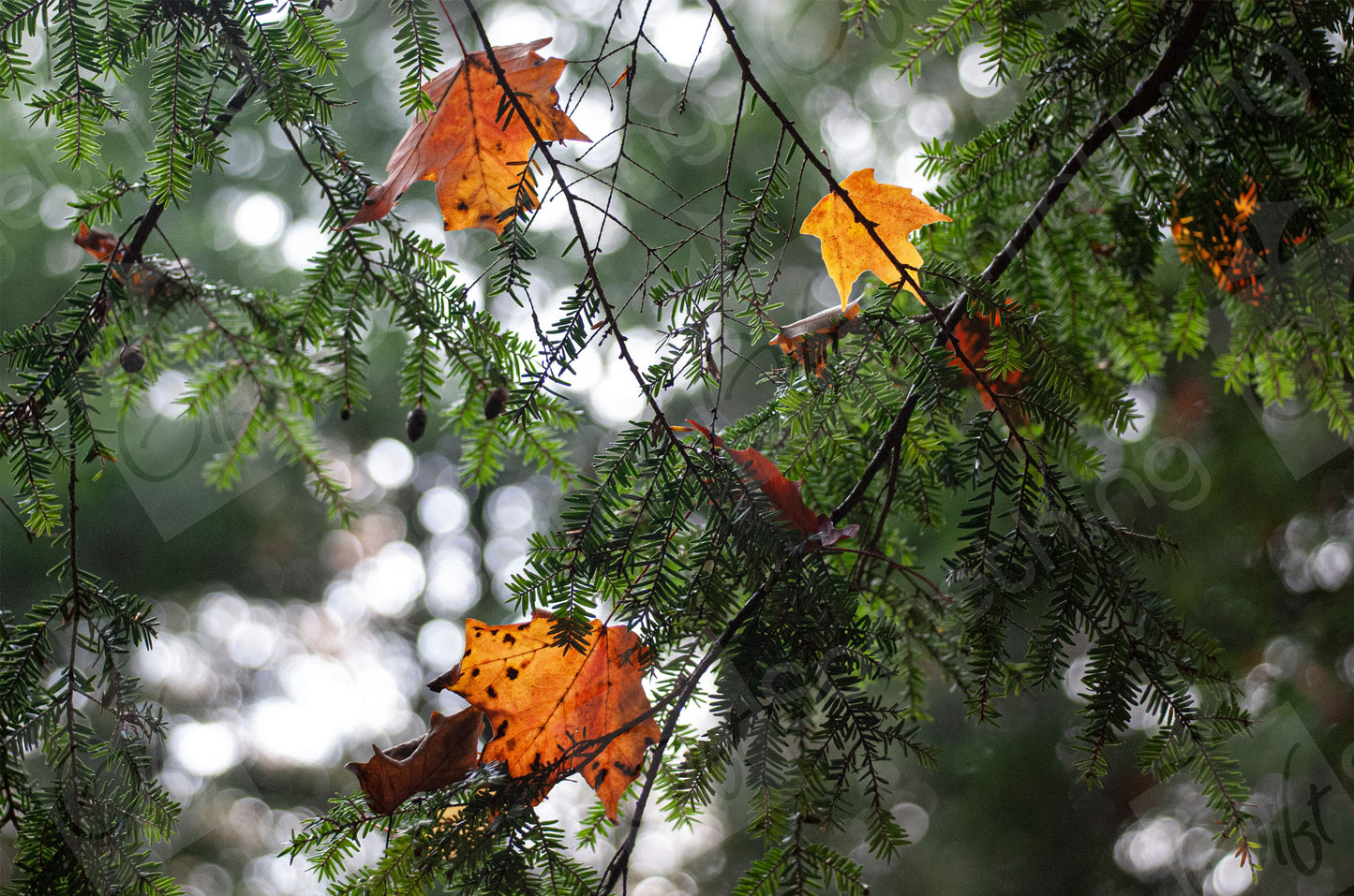 Fall Leaves, Elora Gorge Canada - Digital Download