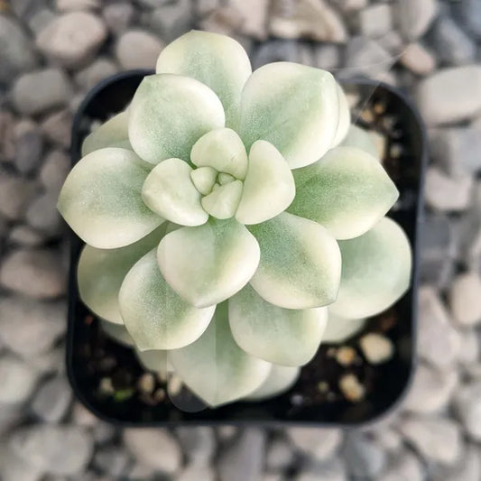 Graptopetalum Mendozae Variegated