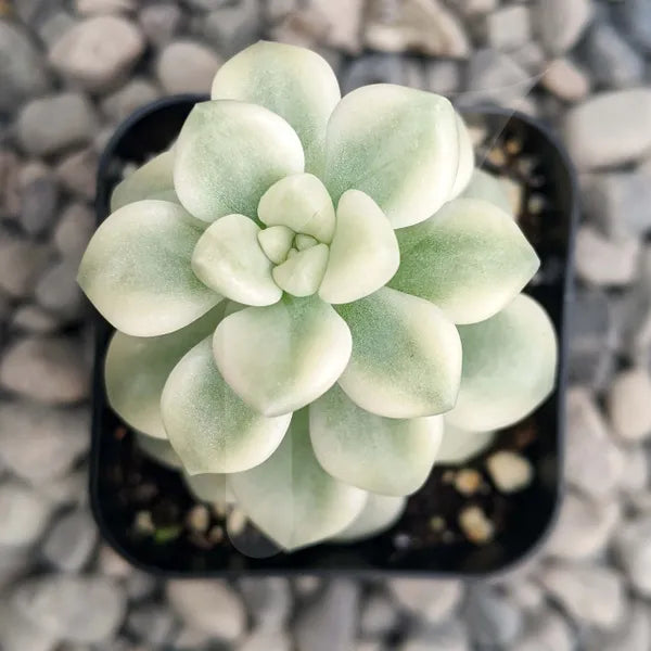 Close-up of Graptopetalum Mendozae Variegated, showcasing its variegated leaves in cream, white, and light green tones.