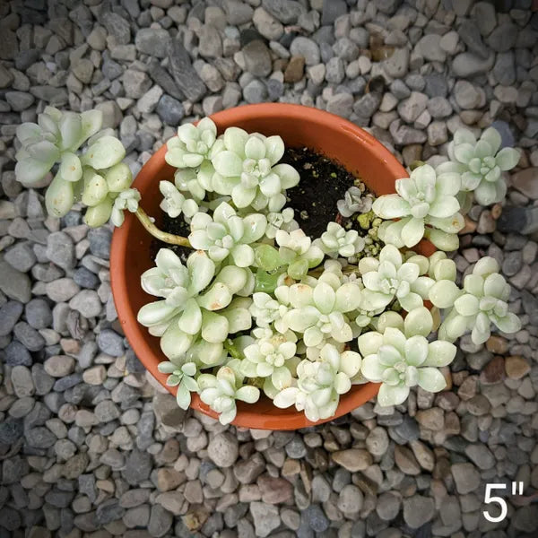 A cluster of Graptopetalum Mendozae Variegated, showcasing its variegated leaves in cream, white, and light green tones.