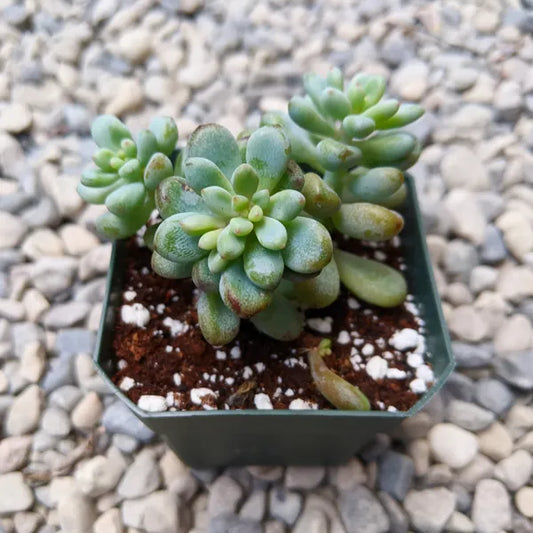 Graptopetalum Microcalyx