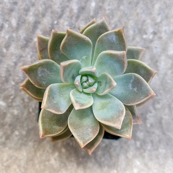 Graptopetalum Paraguayense Variegata