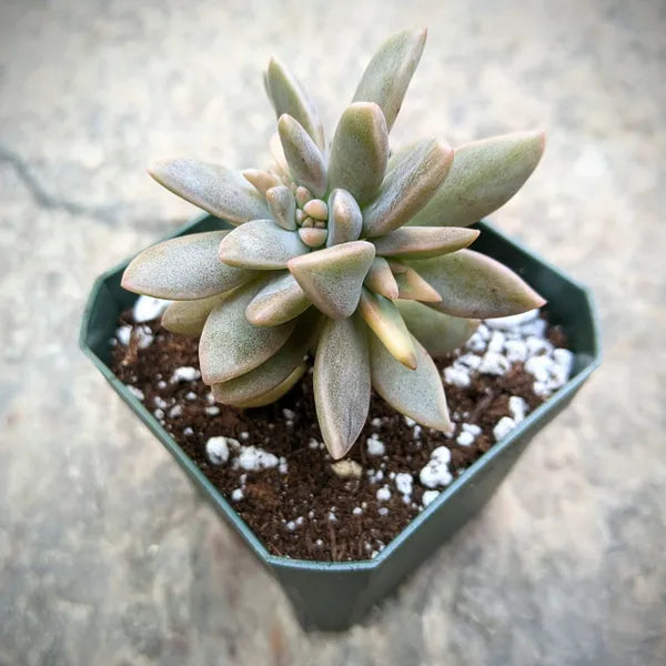 Graptopetalum Paraguayense Variegata