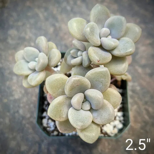 A close-up of Graptopetalum ‘Ellen’ in a 2.5" pot, showing its plump, soft cream-coloured leaves.