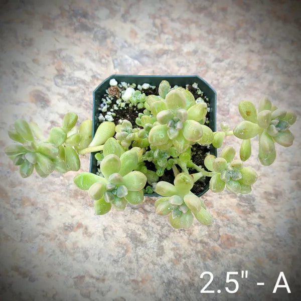 A close-up top view of Graptopetalum Mendozae in a 2.5" pot, showing its plump, soft cream-coloured leaves.