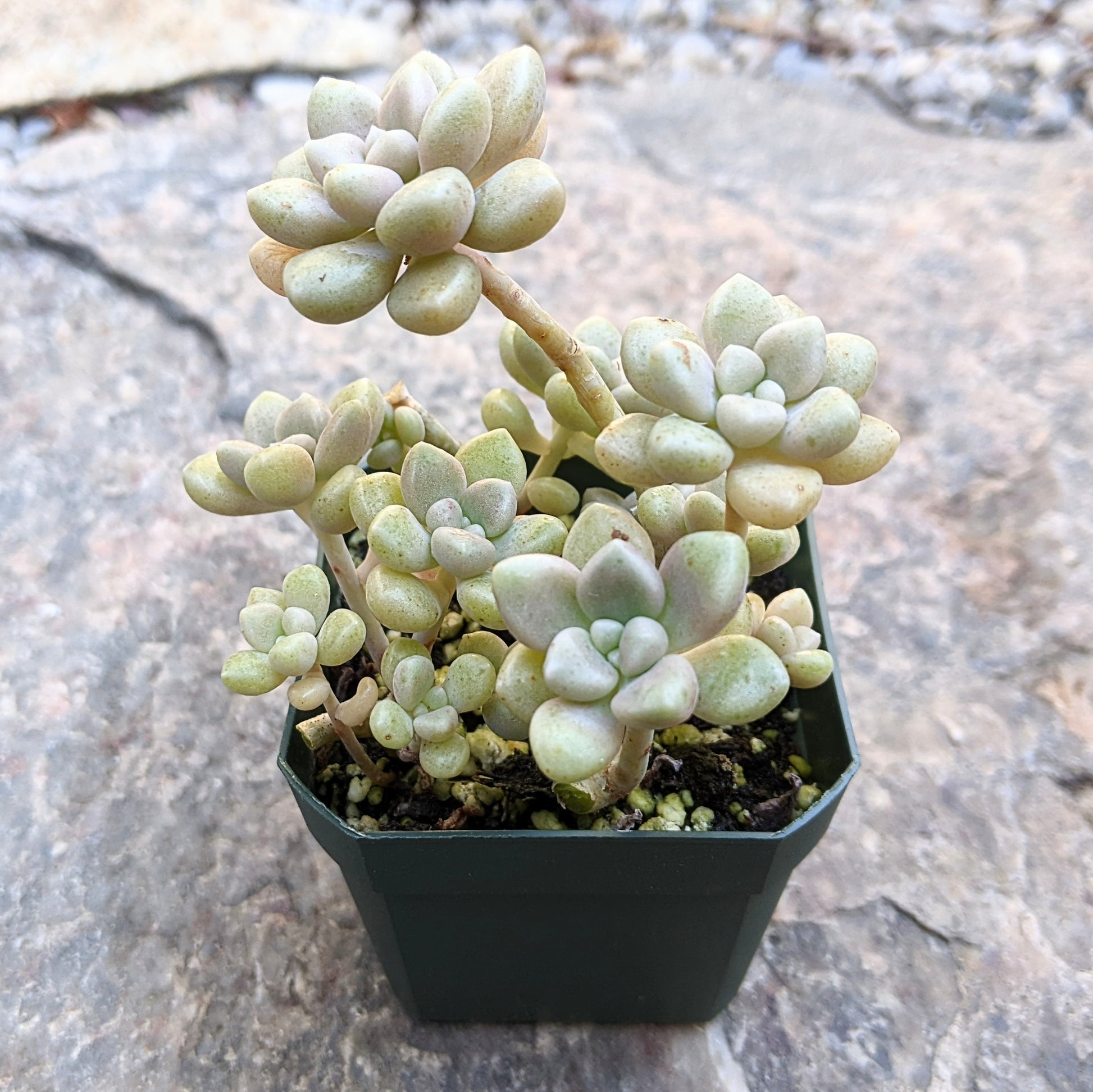 A close-up side view of Graptopetalum Mendozae in a 2.5" pot, showing its plump, soft cream-coloured leaves.