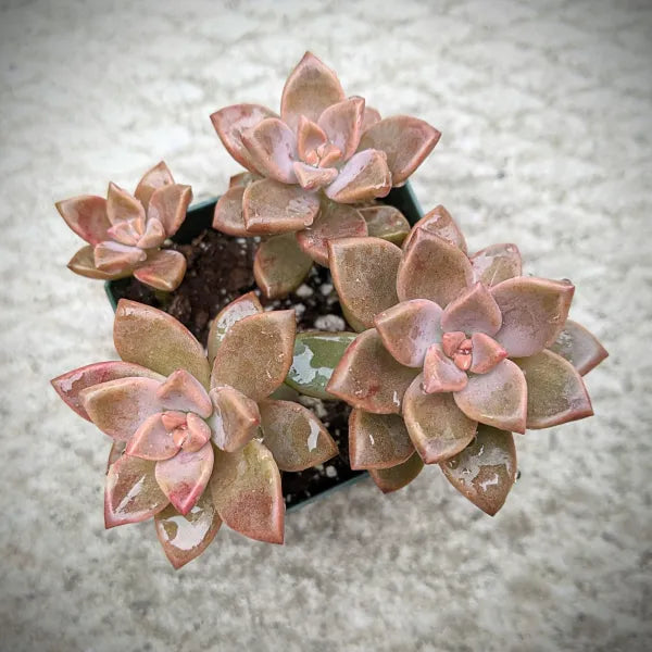 Close-up of Graptosedum Bronze succulent showcasing its rich, bronze-coloured leaves and rosette formation.