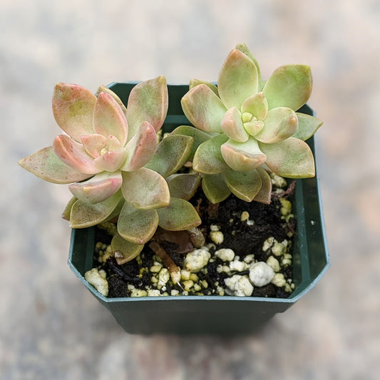 Close-up of Graptosedum Copper Glow succulent in a 2.5" pot, highlighting its vibrant copper-toned leaves and rosette shape.