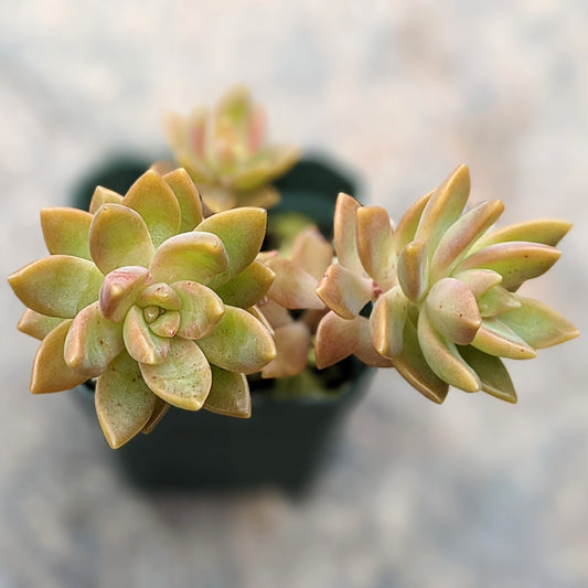 Close-up of Graptosedum Copper Glow succulent showing its vibrant copper-toned leaves and rosette shape, ideal for indoor and outdoor gardens.