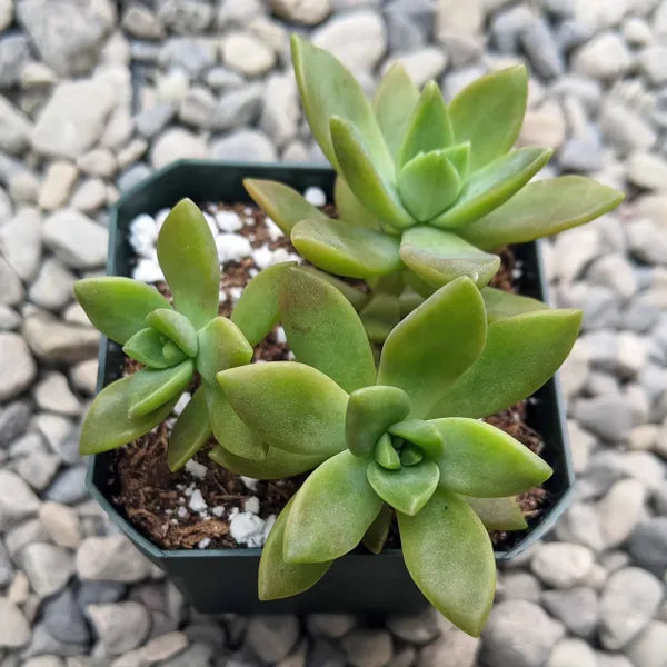 Close-up of Graptosedum Copper Glow succulent, showcasing its green, rosette-shaped leaves, a result of growing in the shade.