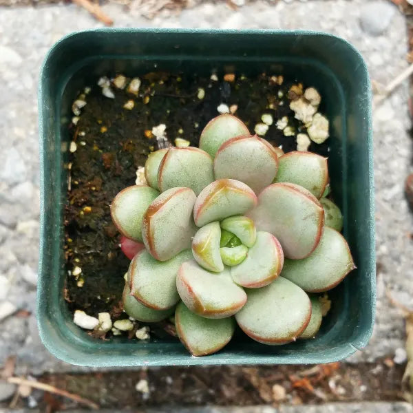 Graptoveria Amethorum