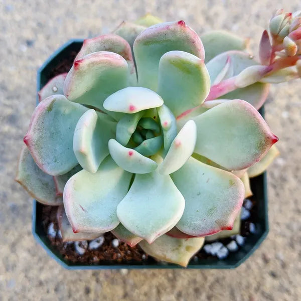 Graptoveria Moonglow