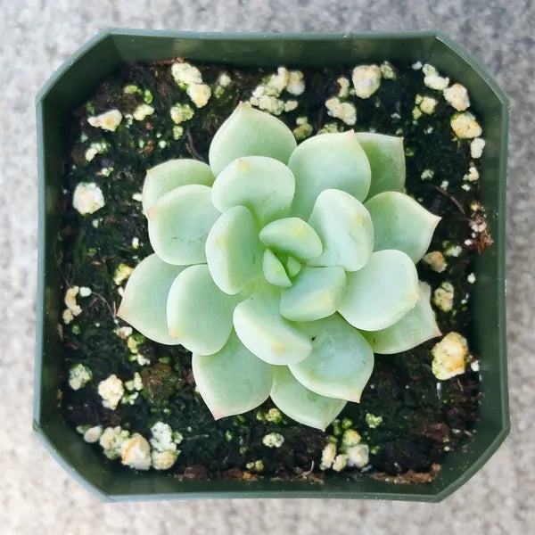 Graptoveria Moonglow