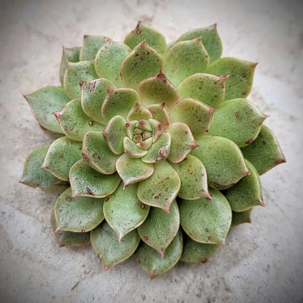 Graptoveria Olivia