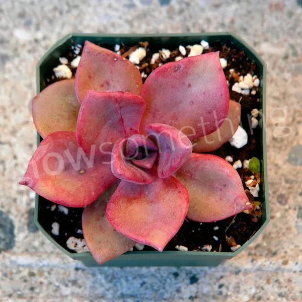 Close-up of Graptoveria 'Mrs. Richards,' showcasing its red-pink rosette.