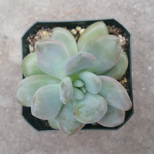 Graptoveria ‘Opalina’