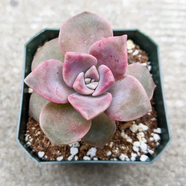 Graptoveria 'Purple Delight'