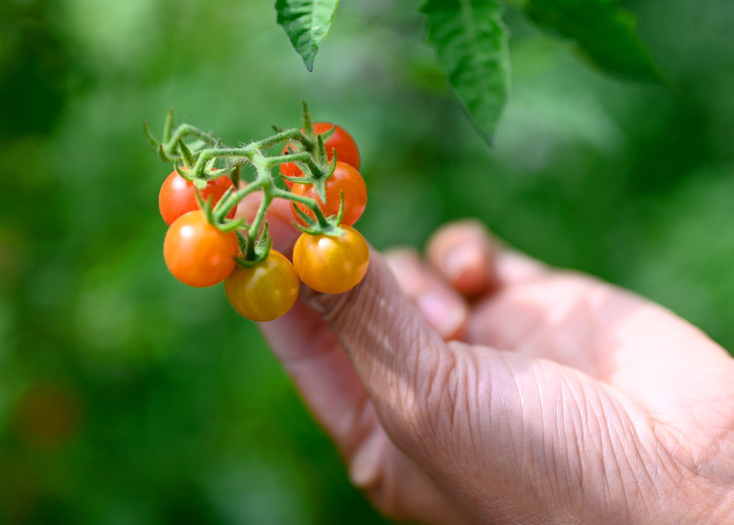 Close-up of a bunch of ripe Hawaiian Currant Tomatoes held in a hand, showcasing their tiny, round shape, vibrant red colour, and clustered growth pattern.