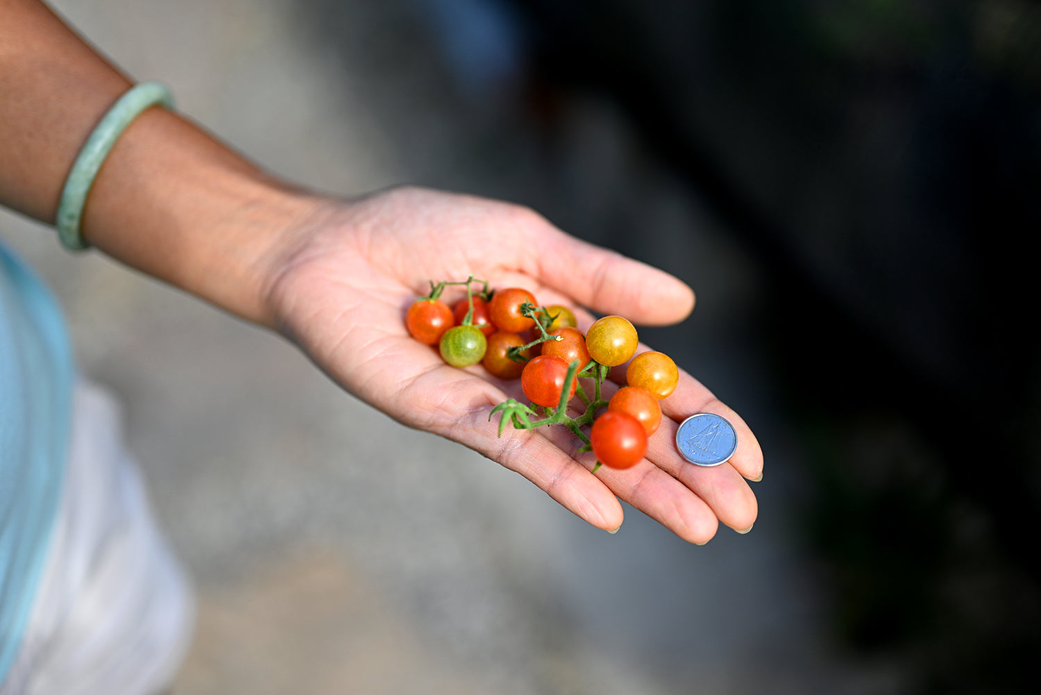 Close-up of a bunch of ripe Hawaiian Currant Tomatoes held in a palm with a dime for scale, highlighting their tiny, round shape, vibrant red colour, and clustered growth pattern.