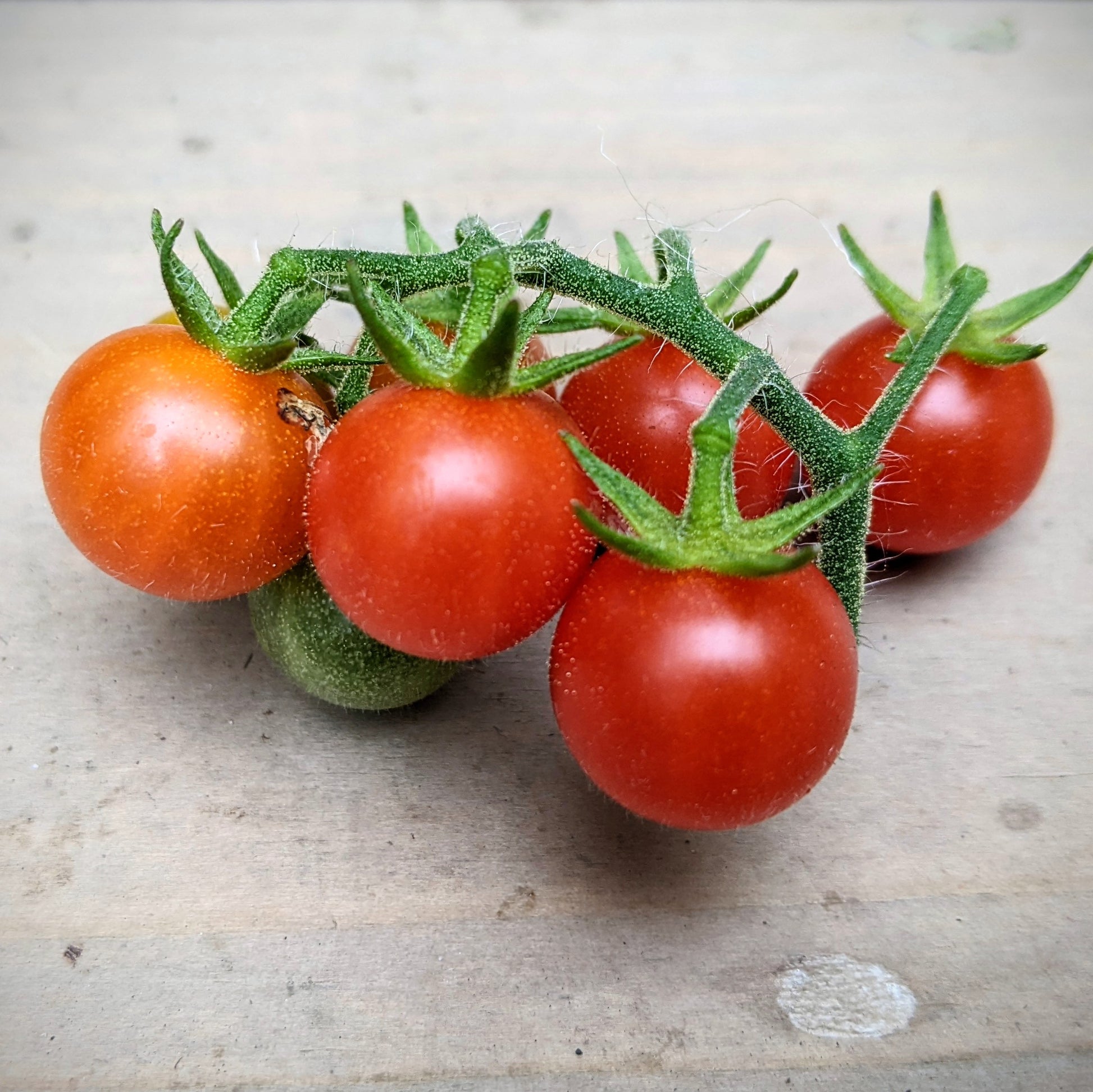 Close-up of a bunch of ripe Hawaiian Currant Tomatoes, showcasing their tiny, round shape, vibrant red colour, and clustered growth pattern.