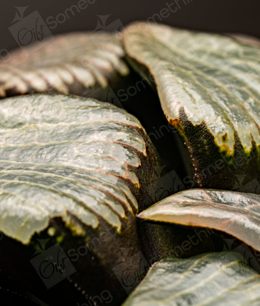 Close-up of Haworthia Comptoniana Crystal, showcasing its unique leaf pattern and translucent windows.