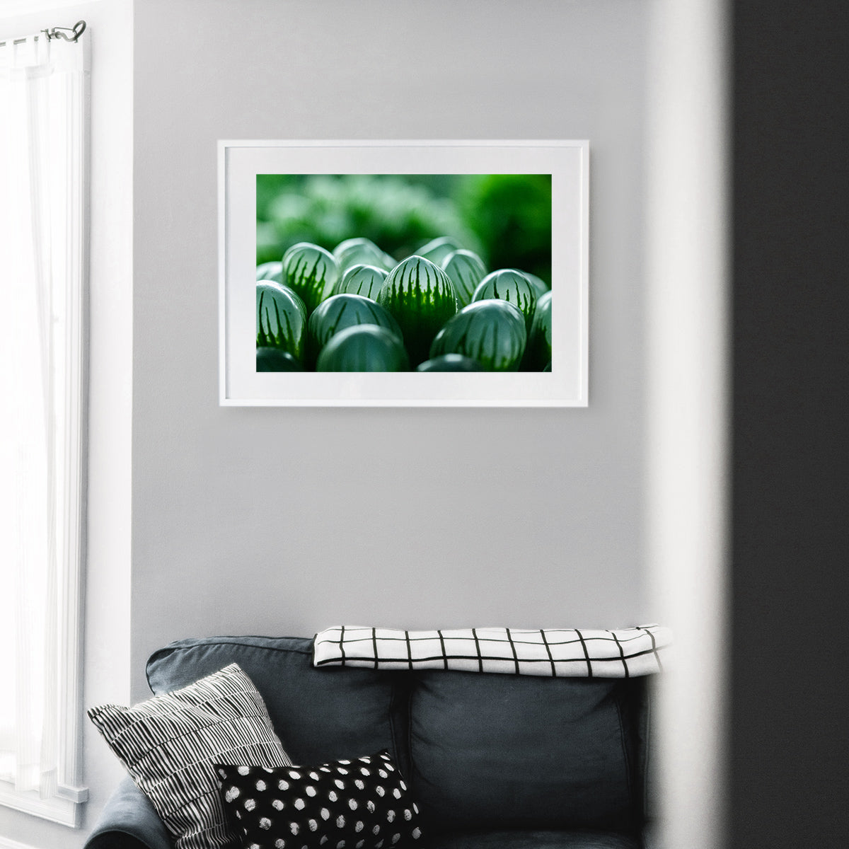 Close-up of Haworthia Cooperi succulent, showcasing its translucent, fleshy leaves in a compact rosette, displayed as wall art in a modern living room setting.