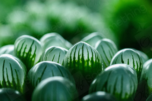 Close-up of Haworthia Cooperi succulent, showcasing its translucent, fleshy leaves arranged in a compact rosette, highlighting its distinctive texture and natural beauty.