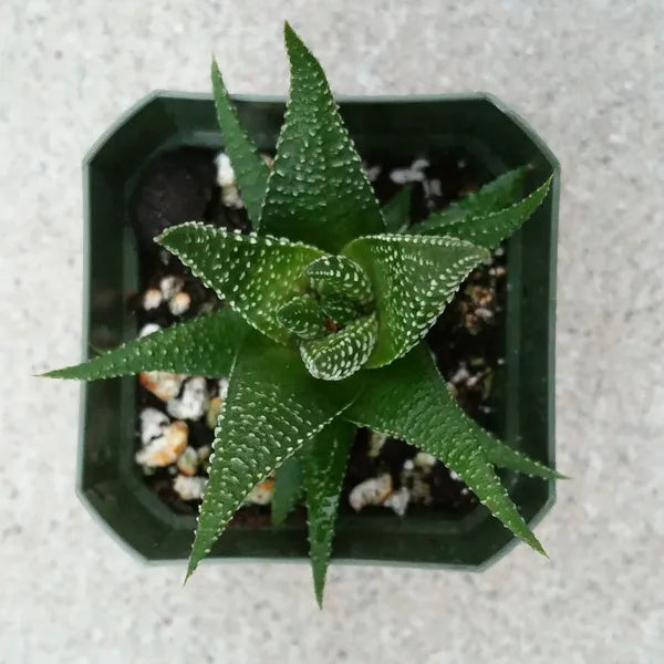 Haworthia Fasciata