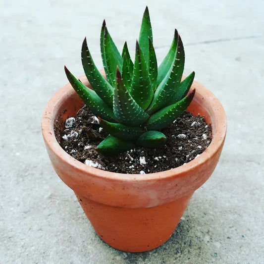 Haworthia Glauca