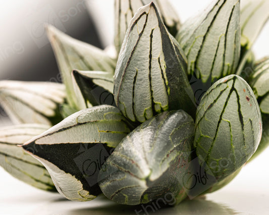 Close-up of Haworthia Magnifica Atrofusca, showcasing its translucent leaves with dark markings and unique texture.
