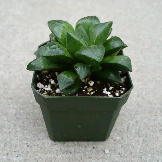 Haworthia Retusa