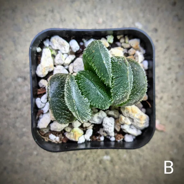 Haworthia Tarantula