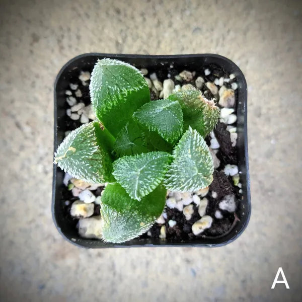 Haworthia Tarantula