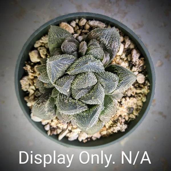 Haworthia Tarantula