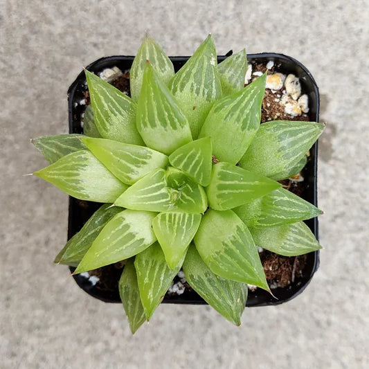 Haworthia Turgida