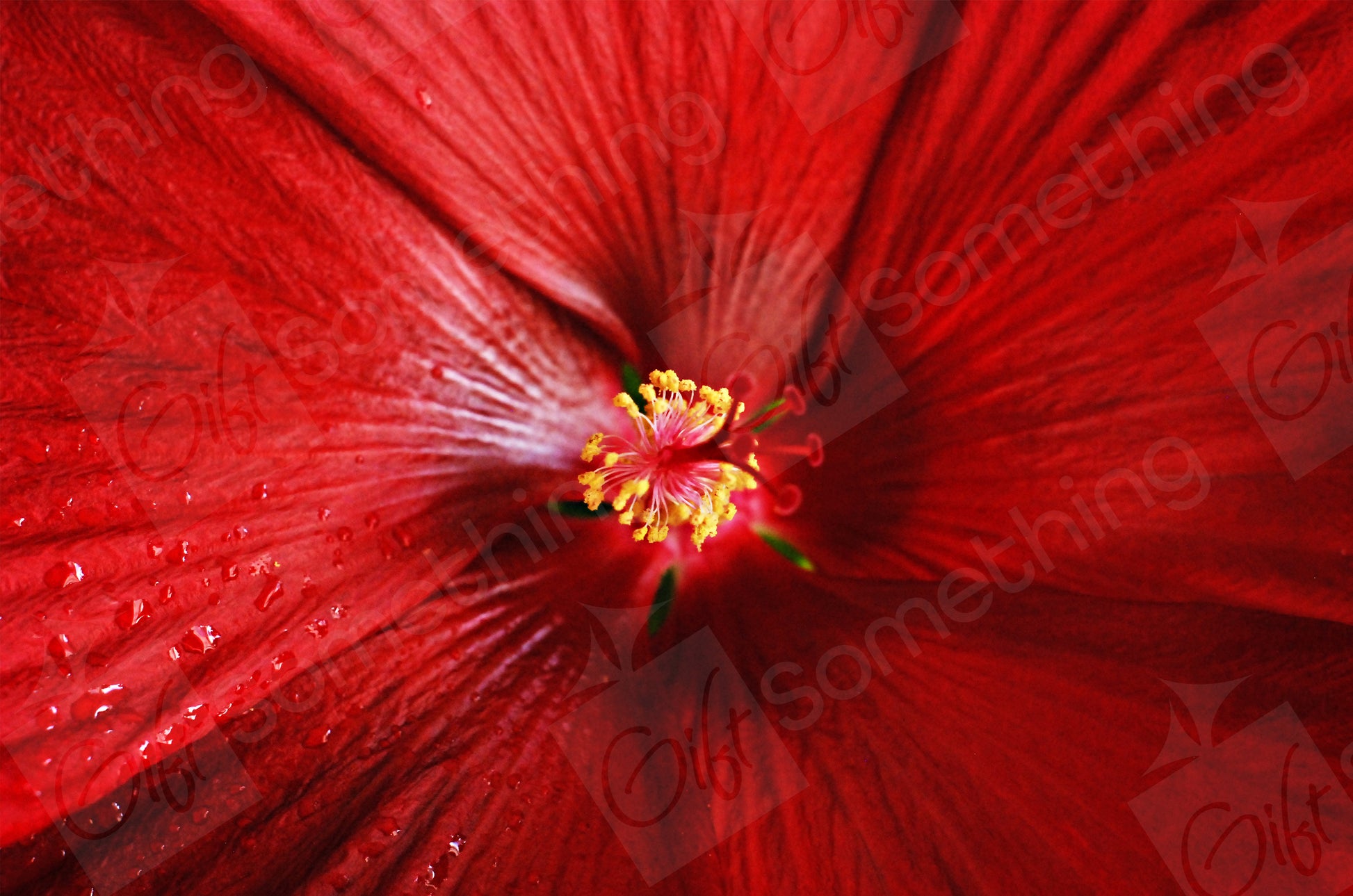 Close-up of a red Hibiscus flower, showcasing the centre with stamens and the texture of the surrounding leaves.