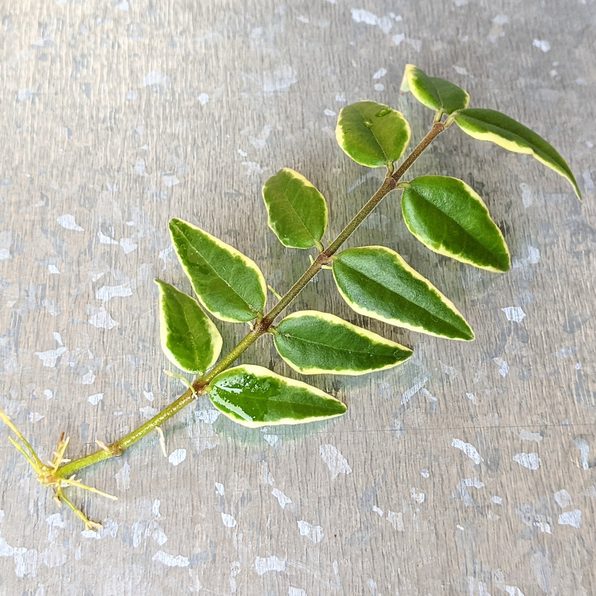 Close-up of Hoya Bella Albomarginata, showing elongated, lance-shaped leaves with creamy white edges and green centers. The plant features clusters of small, star-shaped white flowers with pink centers, creating a delicate and elegant appearance.