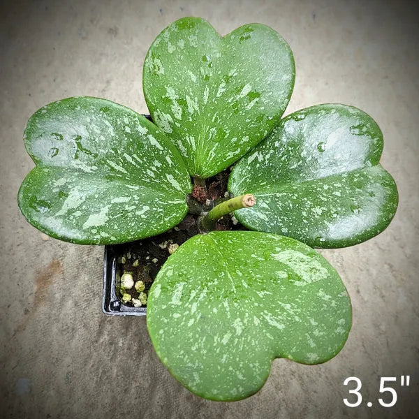 Hoya Kerrii Splash