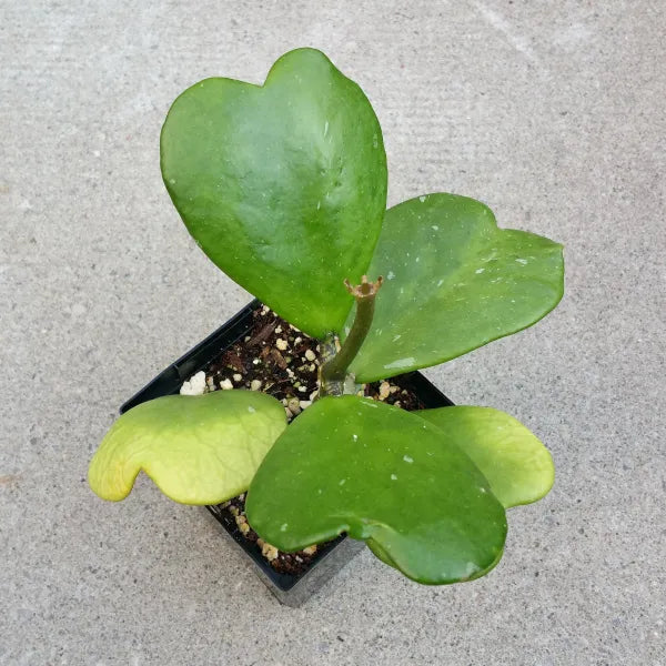 Hoya Kerrii Vine - Green