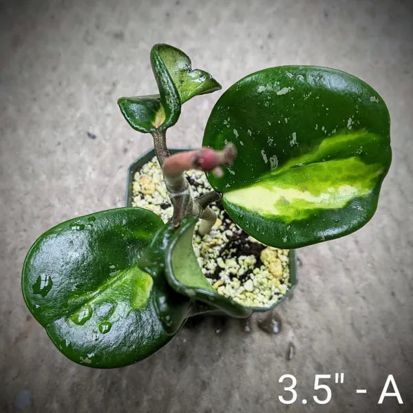 Hoya Obovata Variegated