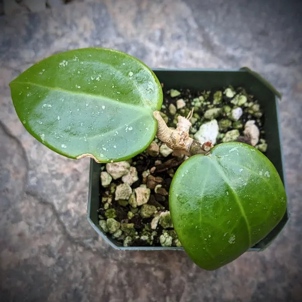 Hoya Parasitica Heart Leaves
