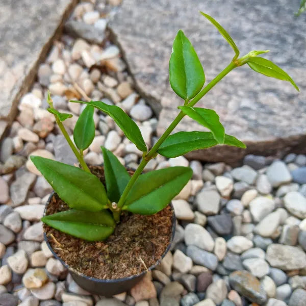 Close-up of Hoya Bella in a 2.5" pot, showcasing its trailing vines that create a cascading effect. The plant’s delicate beauty and elegance are highlighted by its lush green leaves.