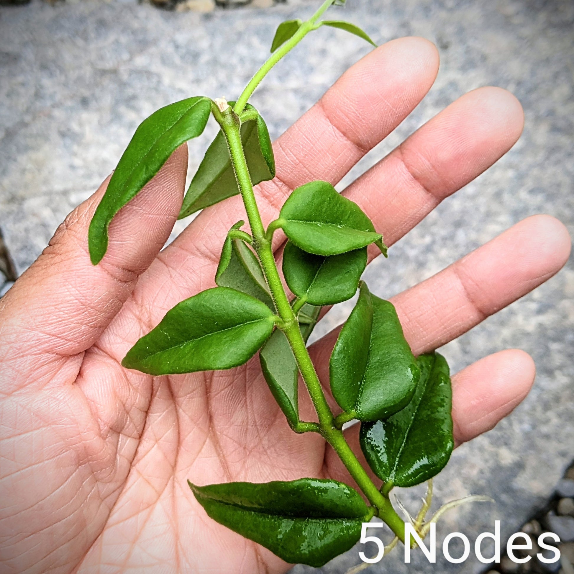 Close-up of a Hoya Bella cutting displaying 5 nodes along its stem. The cutting showcases healthy, green leaves and distinct growth points, ideal for propagation.