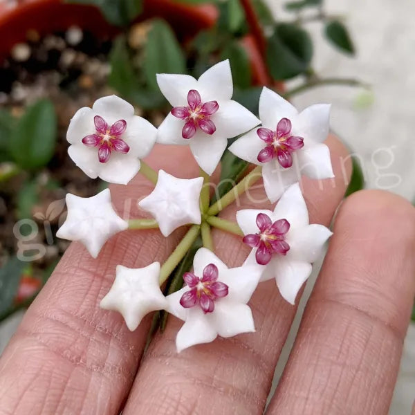 Close-up of a Hoya Bella bloom, featuring star-shaped white flowers with pink centers. The delicate, waxy petals highlight the plant’s elegant and intricate beauty.