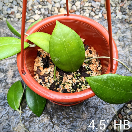 Detailed view of Hoya Erythrostemma's thick, dark green leaves with prominent silver veining.