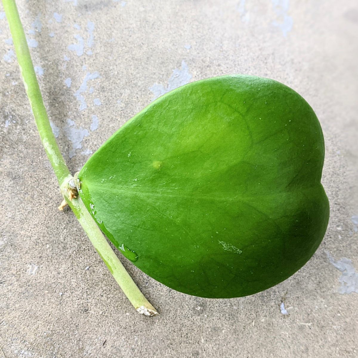 One-node Hoya Kerrii vine cutting on a concrete floor